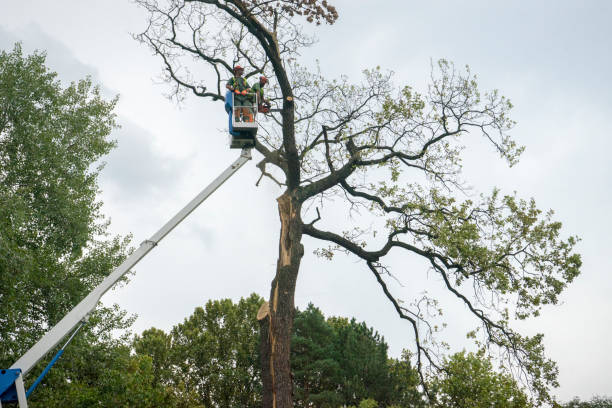 Reliable Independence, MN Tree Care Solutions